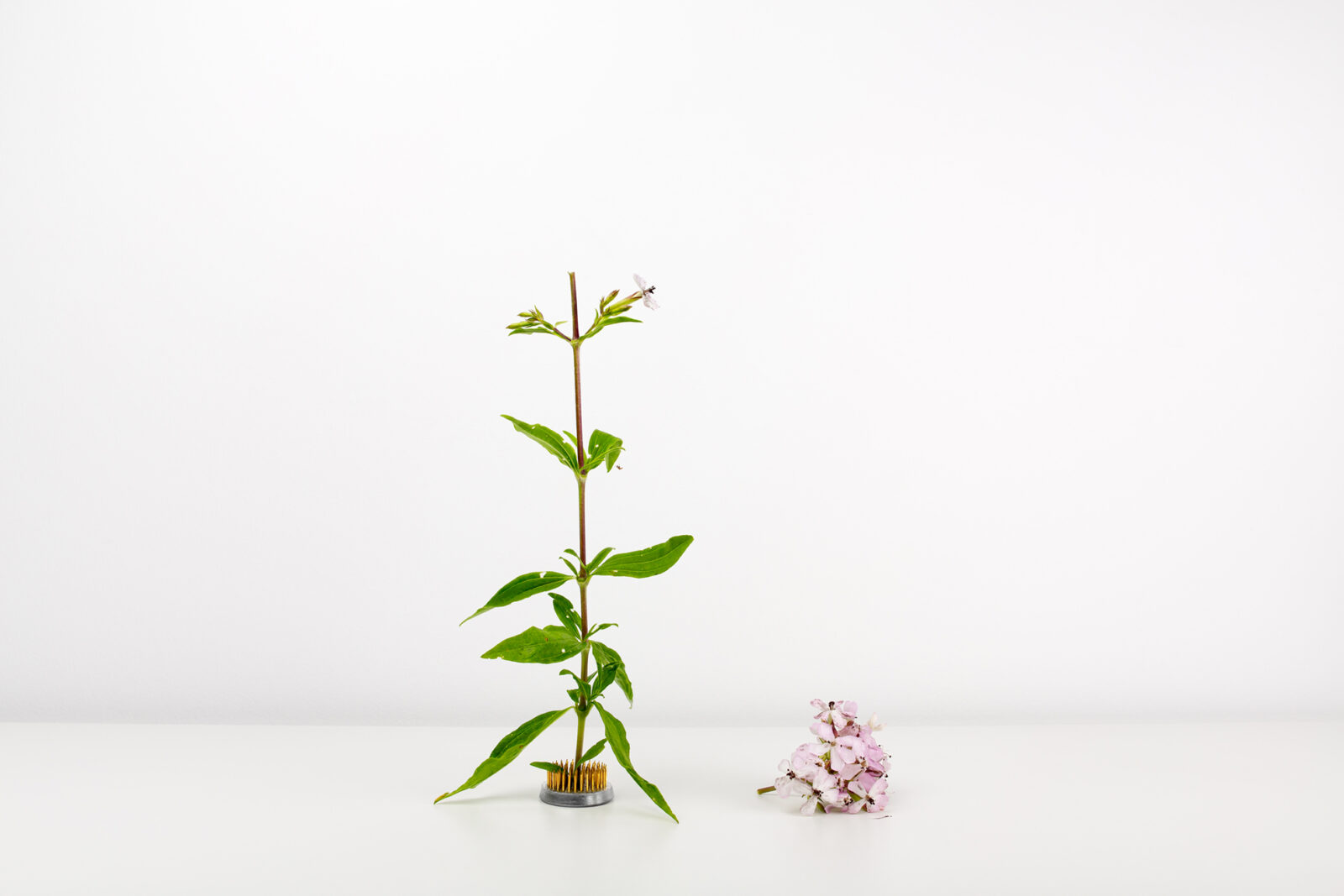 from the series Plantae Malum_3